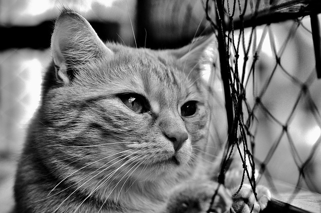 Domesticated Tabby Cats