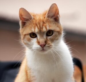 domesticated-tabby-cats-640x480-43601791.jpeg