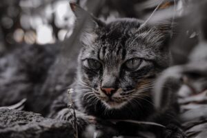 domesticated-tabby-cats-640x480-55632710.jpeg
