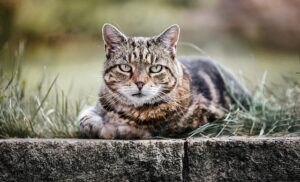 domesticated-tabby-cats-640x480-57579173.jpeg