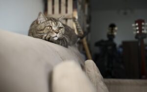 domesticated-tabby-cats-640x480-85219961.jpeg