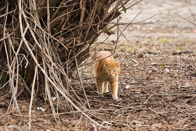 Ginger Cats