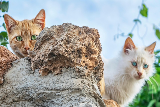 Ginger Cats