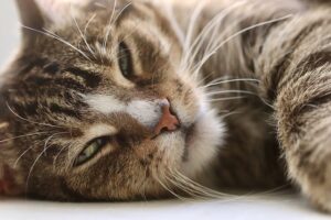 ginger-cats-640x480-27849629.jpeg