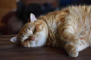 ginger-cats-640x480-47578155.jpeg