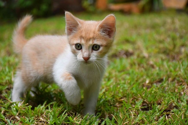 Ginger Cats