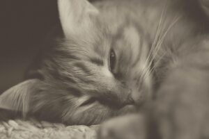 ginger-cats-640x480-91368909.jpeg