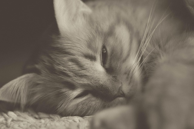 ginger-cats-640x480-91368909.jpeg
