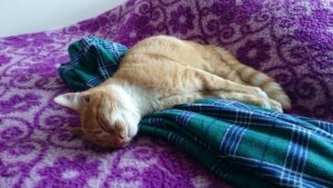 ginger-kittens-640x480-107662.jpeg