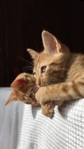 ginger-kittens-640x480-8293312.jpeg
