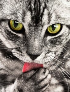gorgeous-orange-tabby-cats-640x480-72062689.jpeg