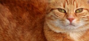 gorgeous-orange-tabby-cats-640x480-90942779.jpeg