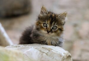marmalade-cats-640x480-65442685.jpeg