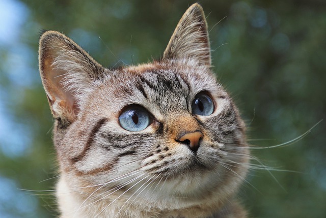 marmalade-cats-640x480-68433573.jpeg
