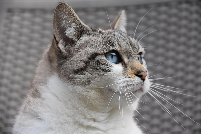 marmalade-felines-640x480-25172997.jpeg