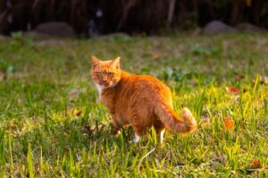 marmalade-felines-640x480-51474740.jpeg
