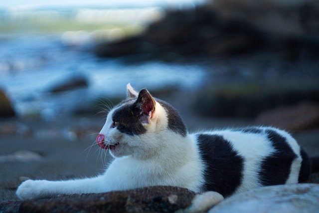 marmalade-felines-640x480-55045680.jpeg