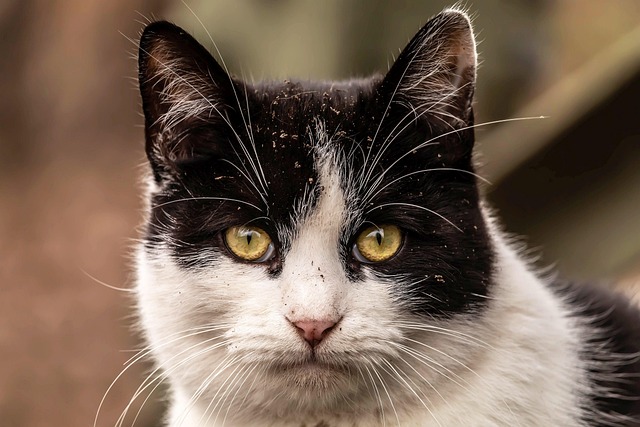 marmalade-felines-640x480-63088595.jpeg
