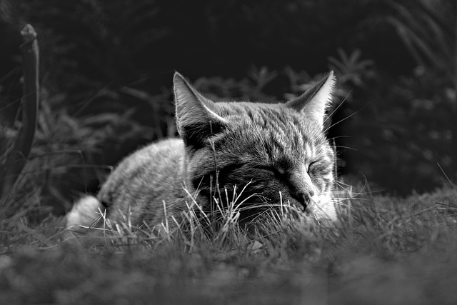 Unveiling the Allure of Adorable Marmalade Felines