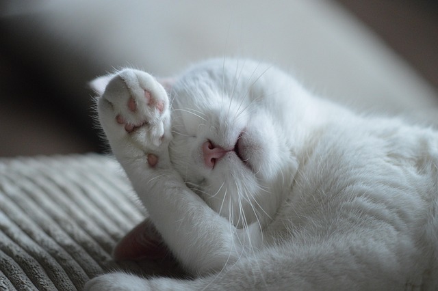 Marmalade Felines