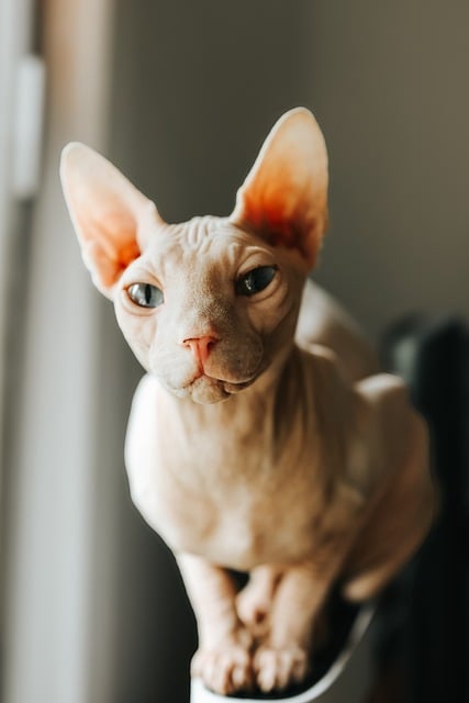 Marmalade Felines