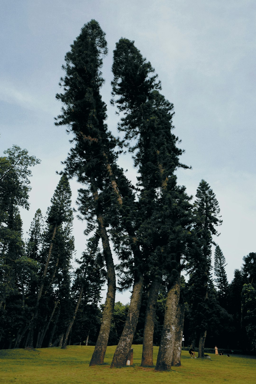 npressfetimg-40.png