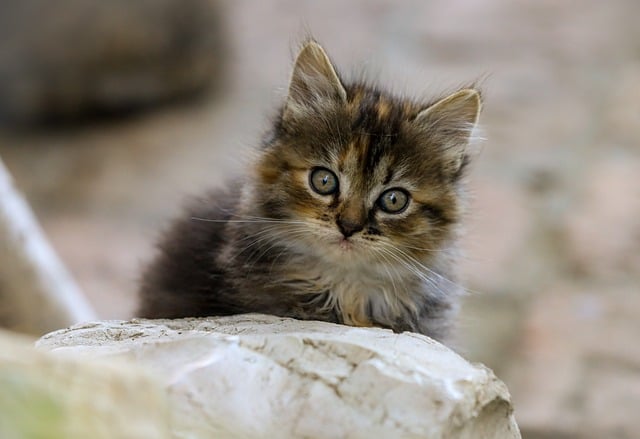 Orange Cat Resources