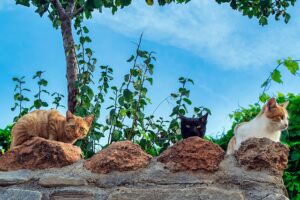 orange-cat-resources-640x480-8450102.jpeg