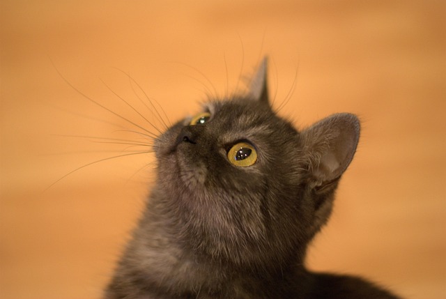 orange-cats-640x480-11515041.jpeg