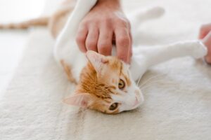 orange-cats-640x480-4646701.jpeg