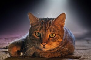 orange-cats-640x480-47717221.jpeg