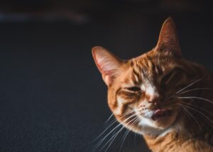 orange-cats-640x480-51067447.jpeg
