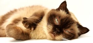 orange-cats-640x480-86865023.jpeg