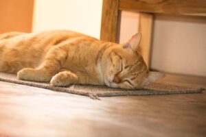 orange-cats-640x480-87809049.jpeg