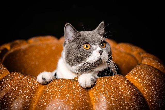 Orange Felines