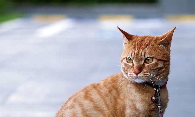 Orange Felines