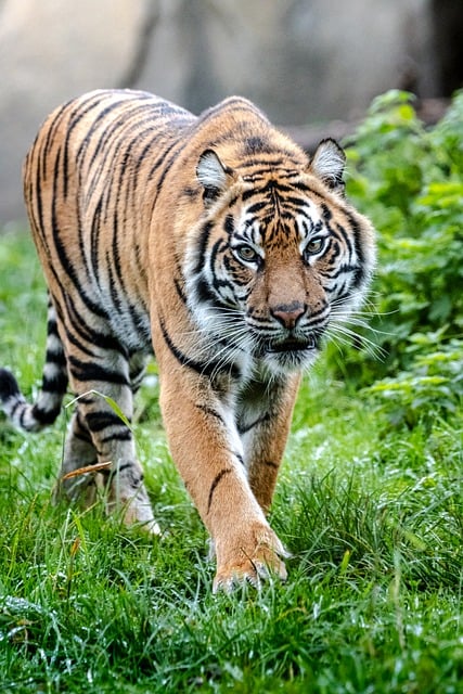 Orange Felines