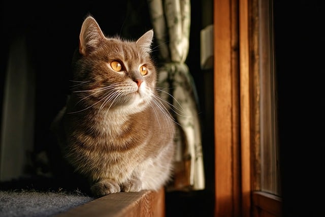 Orange Felines