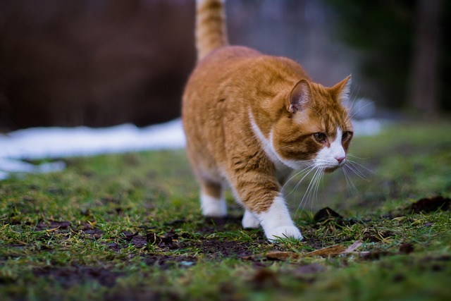 Orange Felines