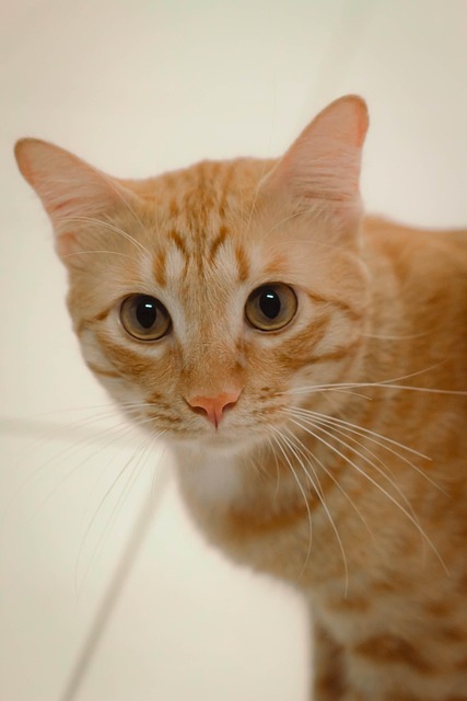 Orange Kittens