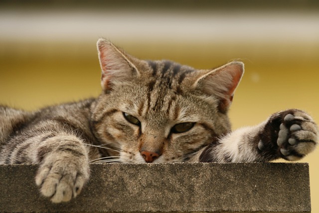 orange-kittens-640x480-20583053.jpeg