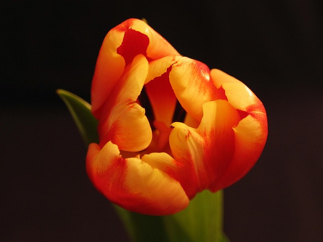 orange-kittens-640x480-63937618.jpeg