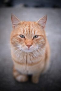 orange-tabby-640x480-63454187.jpeg