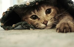 orange-tabby-cats-640x480-25083592.jpeg
