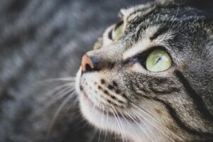 orange-tabby-cats-640x480-74080293.jpeg