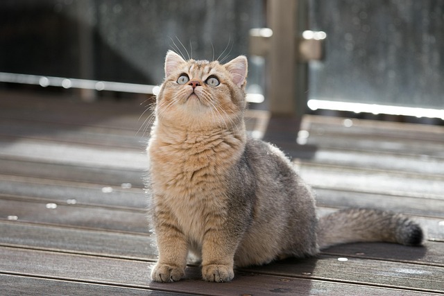 Orange Tabby Cats