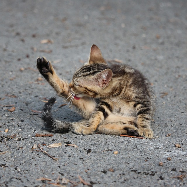 orange-tabby-kitten-640x480-32396809.jpeg