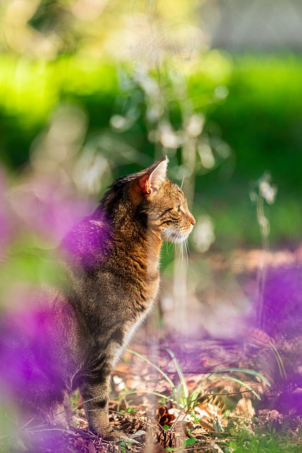 Orange Tabby Kitten