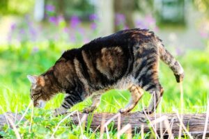 orange-tabby-kitten-640x480-55209945.jpeg