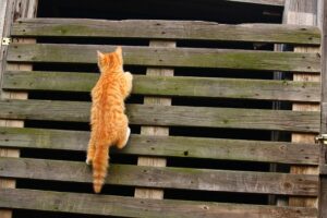 orange-tabby-kitten-640x480-70503967.jpeg